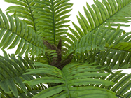 Cycas Palm Tree 