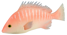 Pink Rubber Snapper Fish 