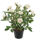 Cream Potted Rose Plant 