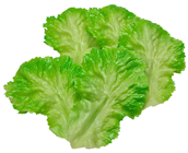 Light Green Fake Lettuce Leaves - Pk.5 