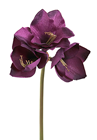 Purple Amaryllis Flower Stem 