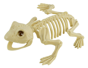 Frog Skeleton 