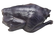 Black Skinned ''Silkie'' Chicken 