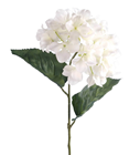 White Hydrangea Flower 