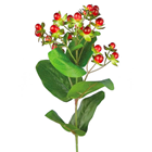 Hypericum Berry Spray - PACK of 12 