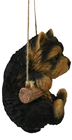 Rocking Yorkshire Terrier Puppy 