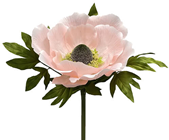 Giant Blush Pink Anemone Flower