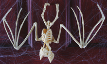 Bat Skeleton 