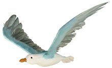Blue-Grey Flying Seagull - 60 x 30cm 