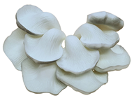Large Grey Oyster Mushroom Cluster 