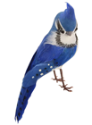 Blue Bird 