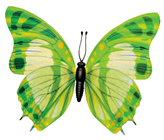 Green Butterfly - 30 x 20cm 