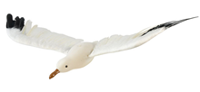 Seagull in Flight 75 x 35cm