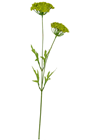 Queen Anne''s Lace Plant Stem 