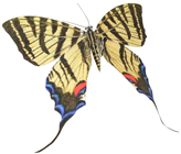 Swallowtail Butterfly - 30cm 