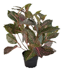 Fittonia Foliage Plant in Pot 