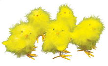 Yellow Chick - Pk.5 