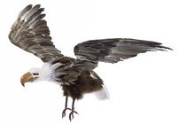 Flying Bald Eagle - 43cm Wingspan 