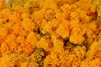 Reindeer Moss - Orange 