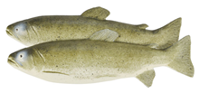 Plastic Trout - 33cm Pk.2