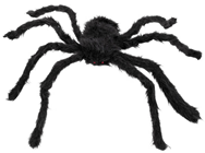 Black Hairy Spider 