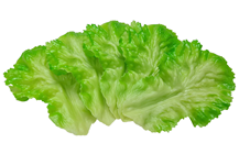 Light Green Fake Lettuce Leaves - Pk.5 