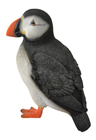 Puffin 