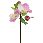 Giant Pink Apple Blossom - 120 x 60c 