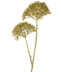 Gold Allium Flower Spray 