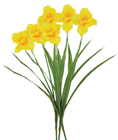 Yellow Double Daffodil - Pk.3 