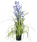 Purple Bellflower Grass Plant 