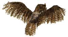 Owl in Flight 