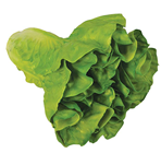 Lettuce - Dark Green 