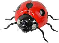 Shiny Red Ladybird - 15 x 10cm 