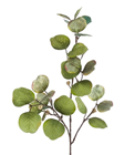 Eucalyptus Spray Green - PACK of 12 