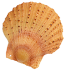 Replica Dressed Scallop in Shell - Pk. 