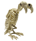 Two-Headed Vulture Skeleton 