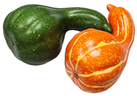 Green Bottle Pumpkin Gourd 