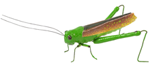 Fake Brown Grasshopper 