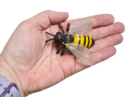 Bee Lifecycle Stages 