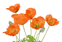 Orange Potted Poppy Plant - 45cm 