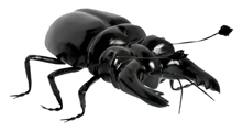 Large Stag Beetle 