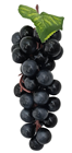 Black Decorative Grapes - 18cm 