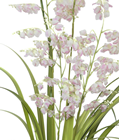 Pale Pink Bellflower Grass Plant 