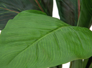 Sago Palm Tree 