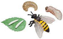 Bee Lifecycle Stages 