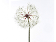 Giant Dandelion Wish 